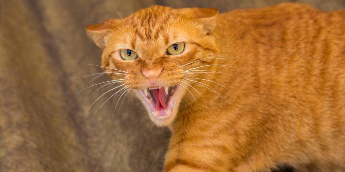 Pourquoi mon chat m'attaque ?