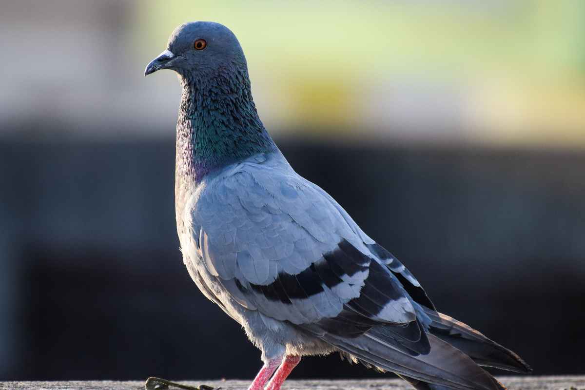 La recette de grand mère pour faire fuir les pigeons